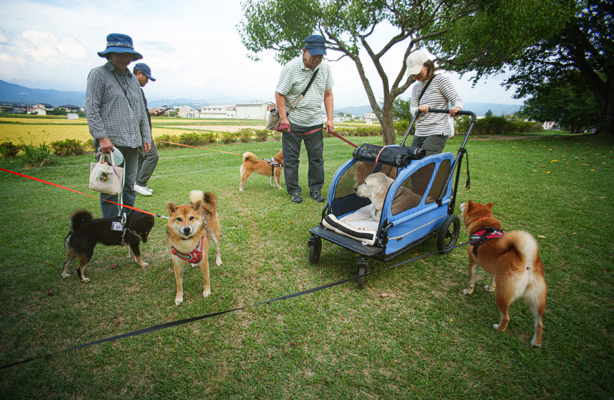 Dog Snapshot R 令和の犬景Vol.55 日本の公園にあふれる